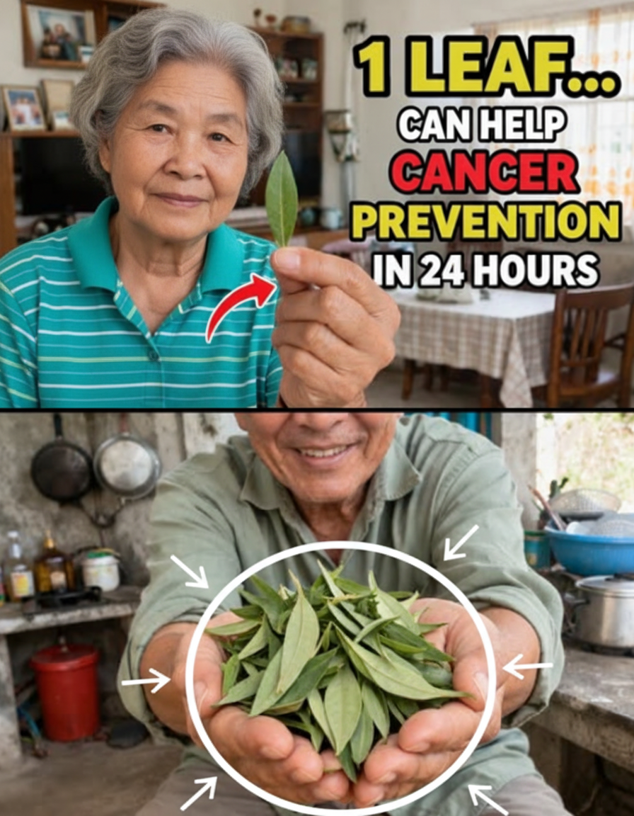 Forget the Hype: That 'Miracle Leaf' Won't Beat Cancer. Here's the TRUTH for Older Adults.