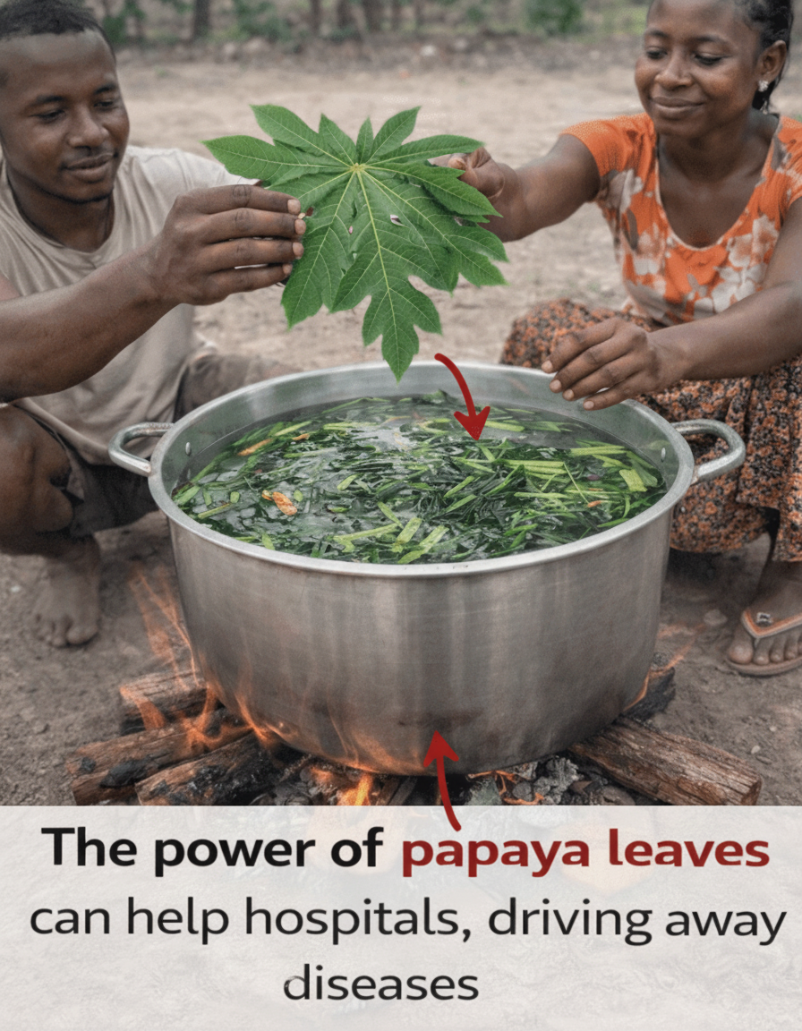 Tired of Feeling Like Crap? Get Real: Brew Your Own Papaya Leaf Tea for a Daily Wellness Kick in the Pants!