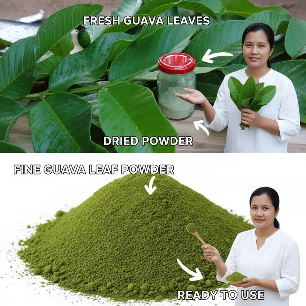 Guava Leaf Powder: Your Secret Weapon for Next-Level Health!
