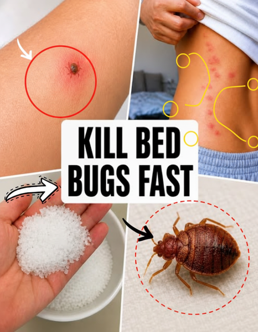 Busted! The "5-Minute Bed Bug Kill" Myth & What REALLY Works to Reclaim Your Sleep